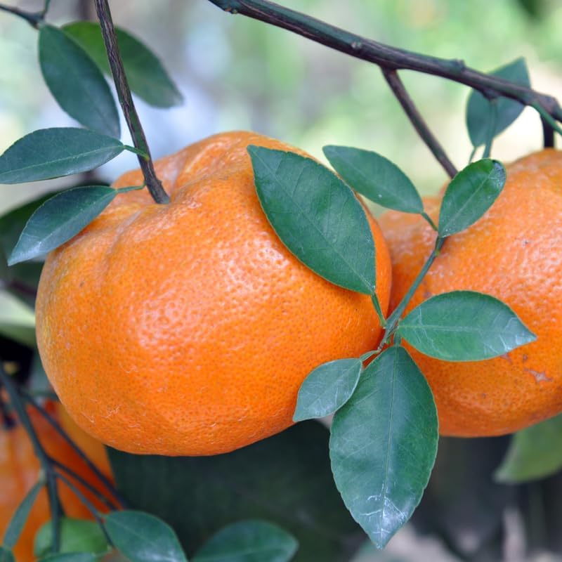 Live Tangerine Tree Plant, 2 to 3 Feet Live Sweet Tangerine Plant in Pot, Tangerine Fruit Tree Plant Live for Planting, No Ship to CA