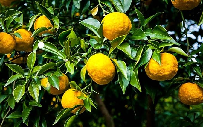 Gardenera's Premium Citron Tree Soil Mix - The Ideal Blend of Nutrients and Aeration for Growing Healthy and Productive Citrus Medica Trees - 1 Quart