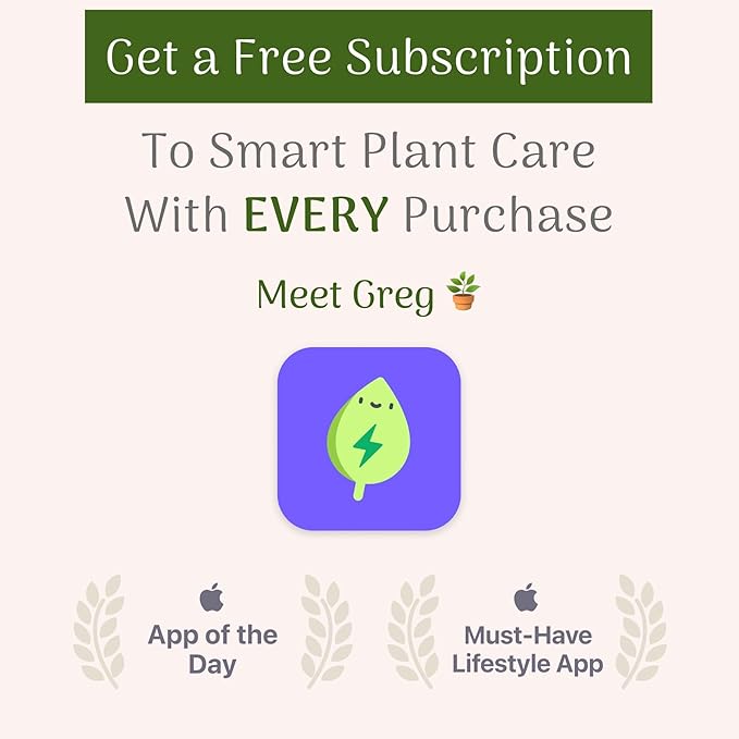 American Plant Exchange Live Assorted Hoya Carnosa Plant, Wax Plant, Plant Pot for Home and Garden Decor, 6" Pot