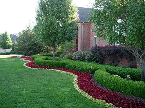 Winter Gem Boxwood - 15 Live Plants - Low Maintenance Formal Evergreen Hedge