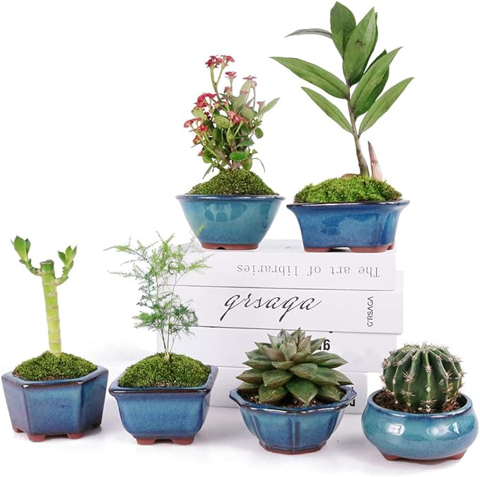 MUZHI 6PACK Glazed Bonsai Pot Planter 3" 4” Small Succulent Pots, Yixing Zisha Decorative Mame Bonsai Training Pot or Small Flower Cactus Starter Growing Planters Containers Blue