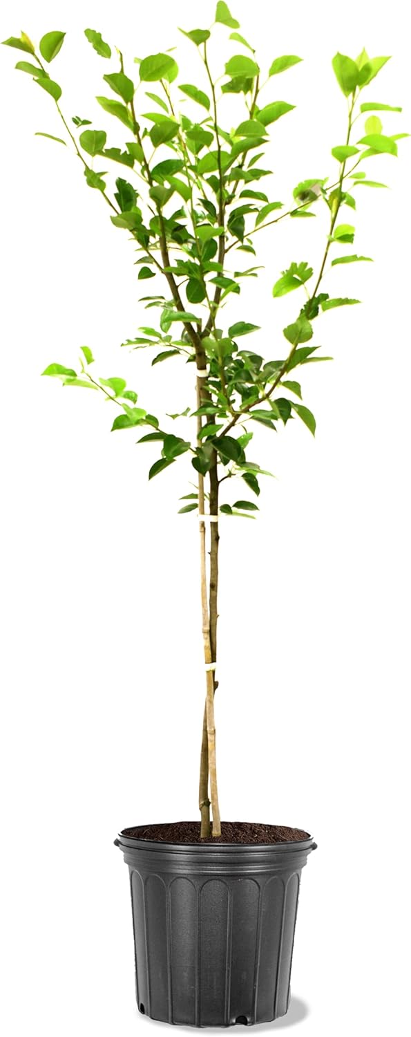 American Plant Exchange Bartlett Pear Trees, 5 Gallon Pot, 3-4ft Tall, Semi-Self Pollinating, Live Fruiting Tree, Large Outdoor Landscape Plant, White Flowers, Juicy Pears for Culinary Bliss