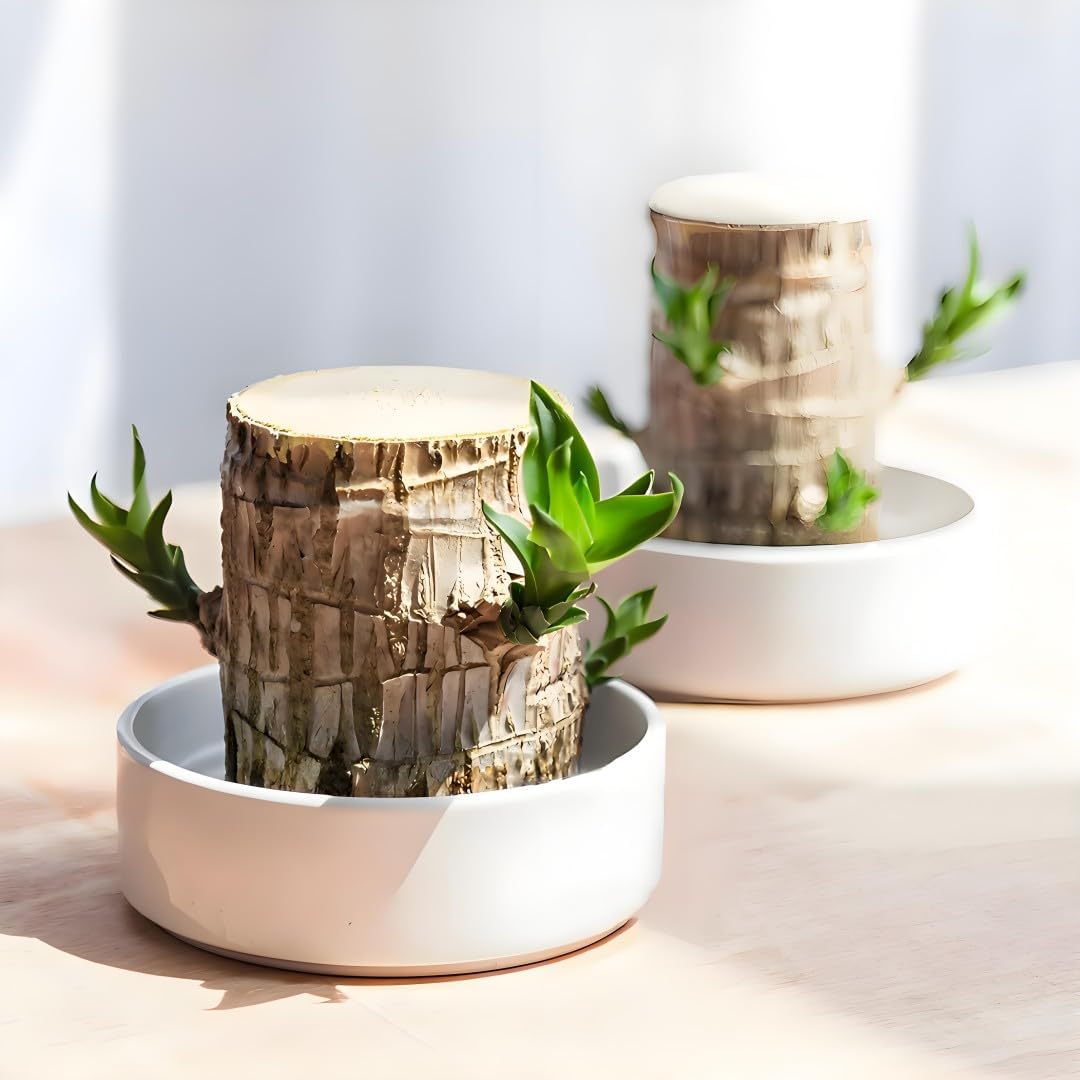 Brazilian Wood Plant,Mini Brazil Lucky Wood,Ceramic Tray Lucky Tree,with Panda Statues,Swelling The Stage of About to Sprout,Brazilian Tree Perfect for Home,Office Desktop Decoration (Panda Statue)