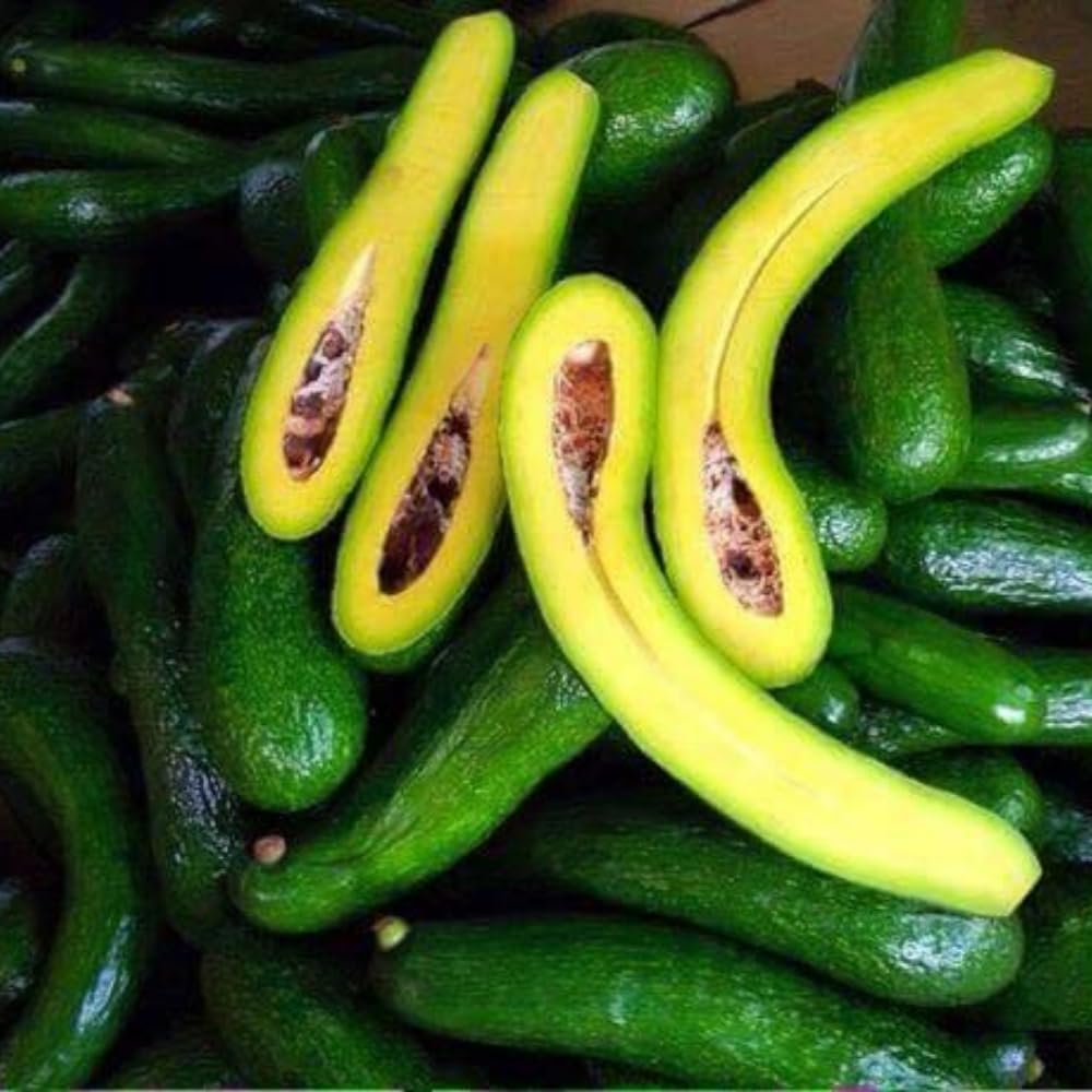 Avocado Trees Live Plant, 3 Gallon Pot, Grafted Avocado Tree, 2 Ft Long Avocado Fruits Plant, No Ship to CA