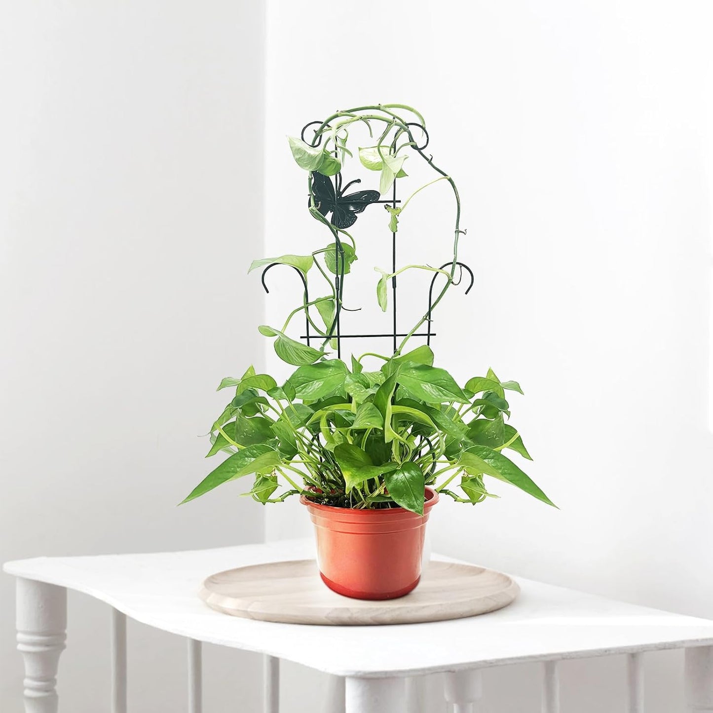 23 Inch Plant Trellis for Potted Plants, Sturdy Metal Houseplant Trellis for Climbing Plants Indoor Outdoor, Rust-Resistant Plant Support for Monstera Pothos Ivy, 2 Pack