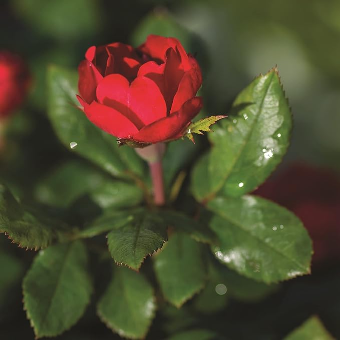 6qt Petite Knockout Red Rose