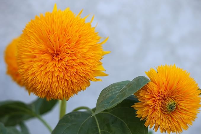 Black Duck Brand Set of Flower Seed Packets! Flower Seeds in Bulk - Great for Creating The Garden of Your Dreams! (50, Teddybear Sunflower)