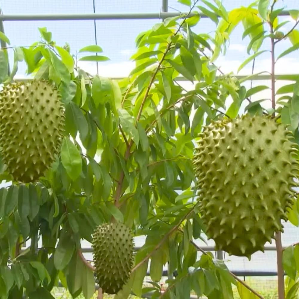 3 Years Old Soursop Tree Plant Live in 3 Gallon Pot, 2-3 Feet Soursop Trees Seedling Tropical Fruit, Sweet Annona Muricata Guanabana for Outdoor Planting, Can not Ship to California