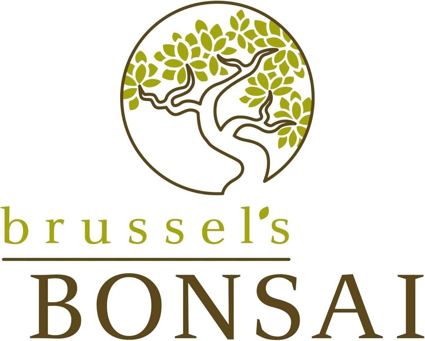 Brussel's Bonsai Live Chinese Elm Outdoor Bonsai Tree 5 Years Old 6"-8" Tall in Plastic Grower Pot, Small