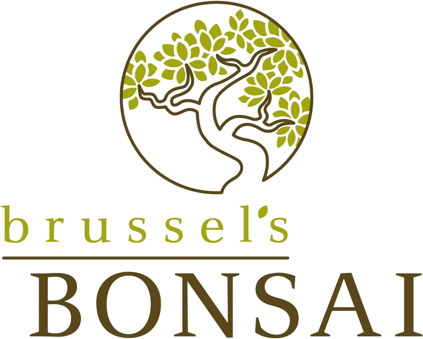 Brussel's Bonsai Live Chinese Elm Bonsai Tree, Outdoor - Medium, 7 Years Old, 8 to 10 inches Tall - Includes Decorative Ceramic Bonsai Pot