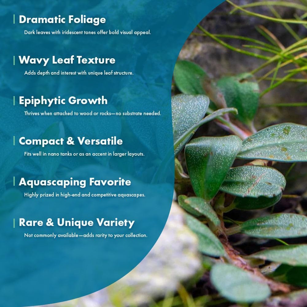 SubstrateSource Live Plants – Hades (Bucephalandra sp.) – Low to Medium Light, Dark Green with Blue Iridescence Color Aquatic Plant, Foreground to Midground, Rhizome Growth - Loose, 1 Pack
