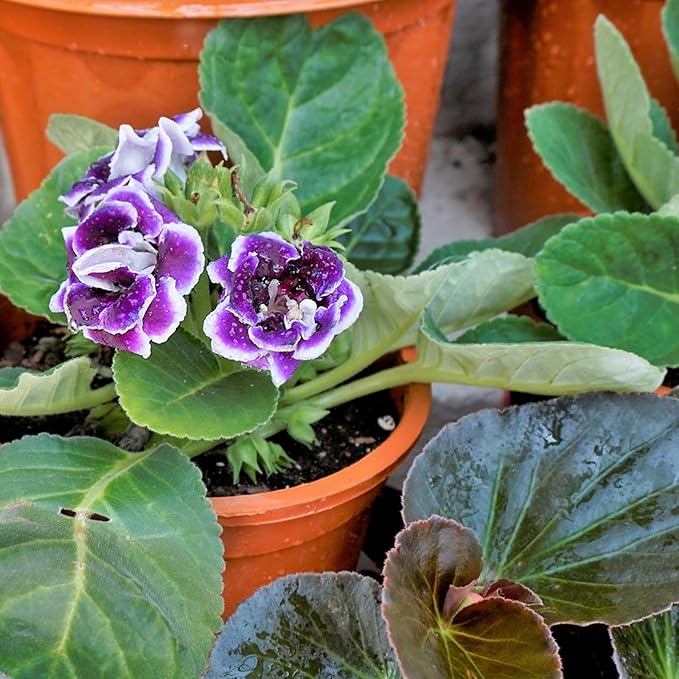 African Violet Potting Soil Mix 4qt, Pre-Mixed Acid Soil Ideal for African Violets to Ensure Optimal Nutrient Uptake and Vibrant Blooms