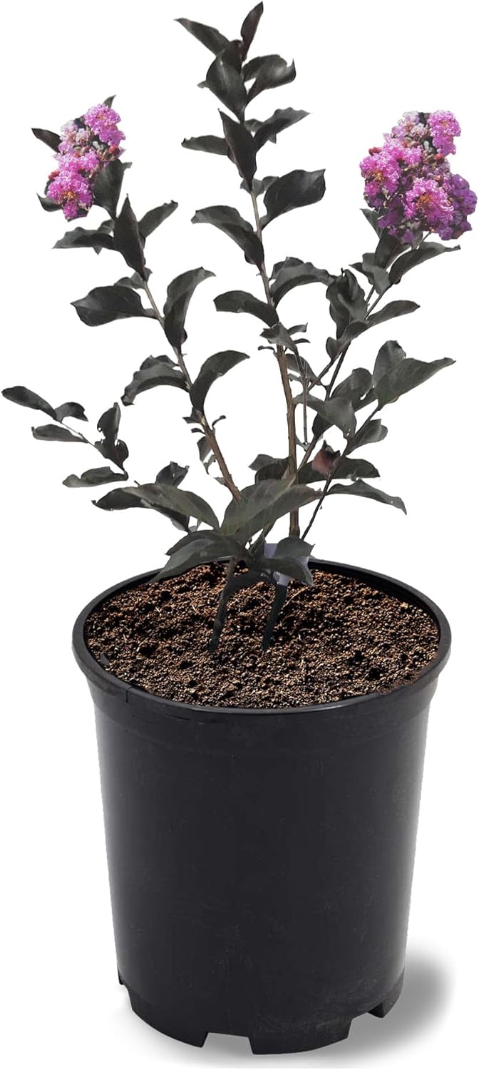 American Plant Exchange Black Diamond Purely Purple Crape Myrtle Tree Live, 1-Gallon Pot, 1-1.5ft Tall, Vibrant Purple Flowers, Drought-Tolerant, Large Outdoor Landscape Accent, Year-Round Beauty