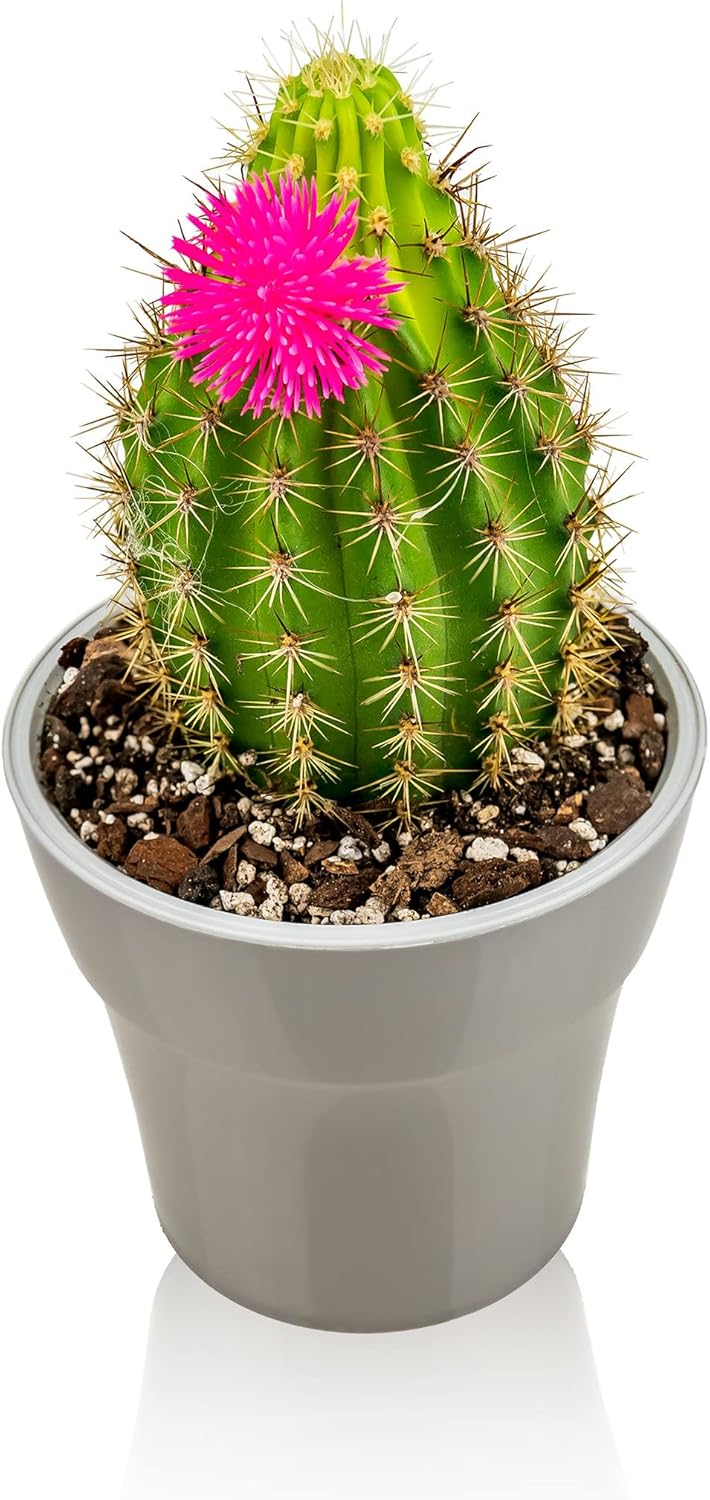 Gardenera Professional Succulent Soil Premium All Purpose Blend | Pre-Mixed Ready to Use for Cactus and Succulents | Sphagnum Peat Moss, Perlite, New Zealand Pine Bark - Made in USA - 10 Quart