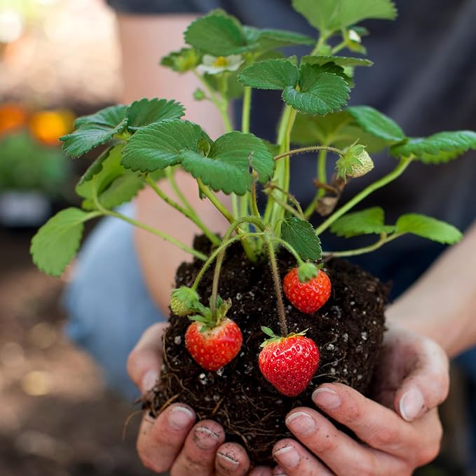 Organic Strawberry Soil Mix 2qt, Indoor Plants Potting Mix for All Potted Strawberry, Grow Healthy houseplants Indoors
