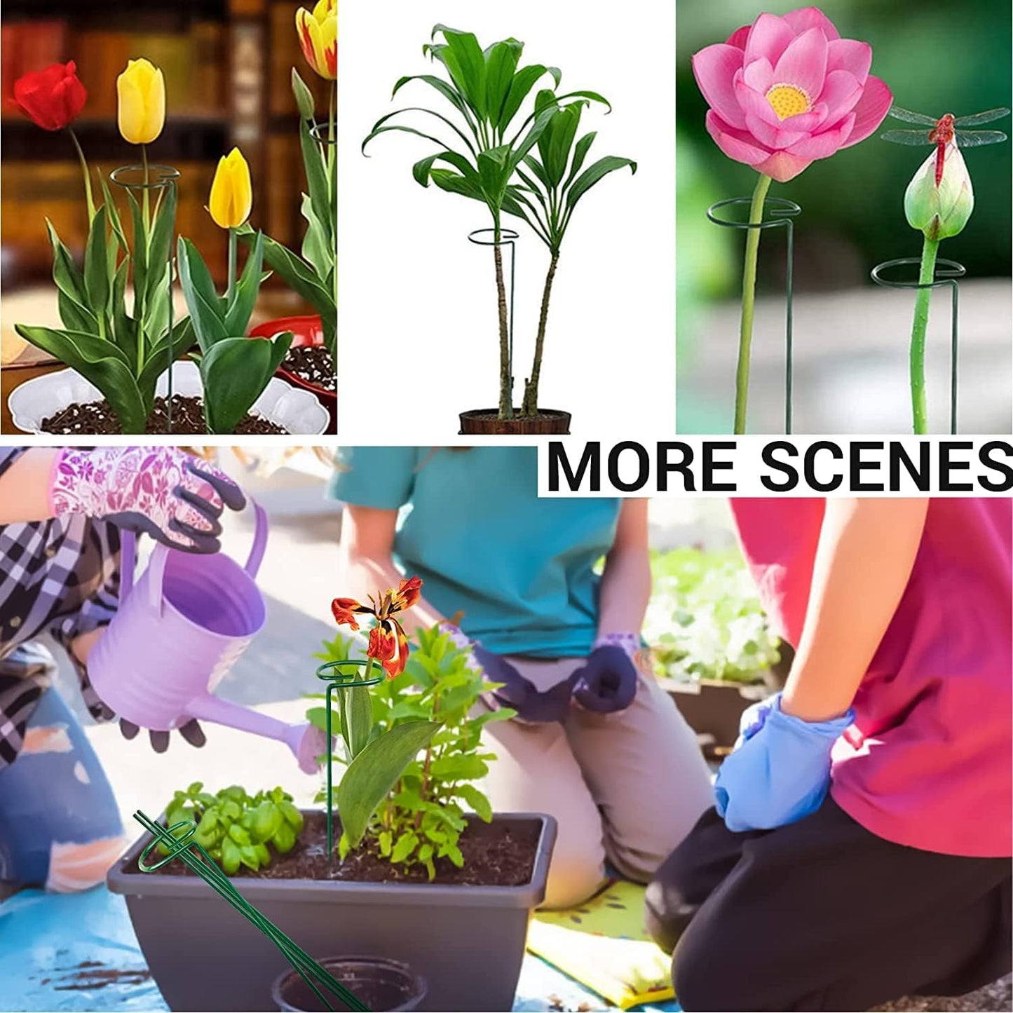 10 pcs 20 inch Metal Single Stem Flower Plant Support Stakes and Rings for Amaryllis Orchid Lily Sunflower Rose Narcissus