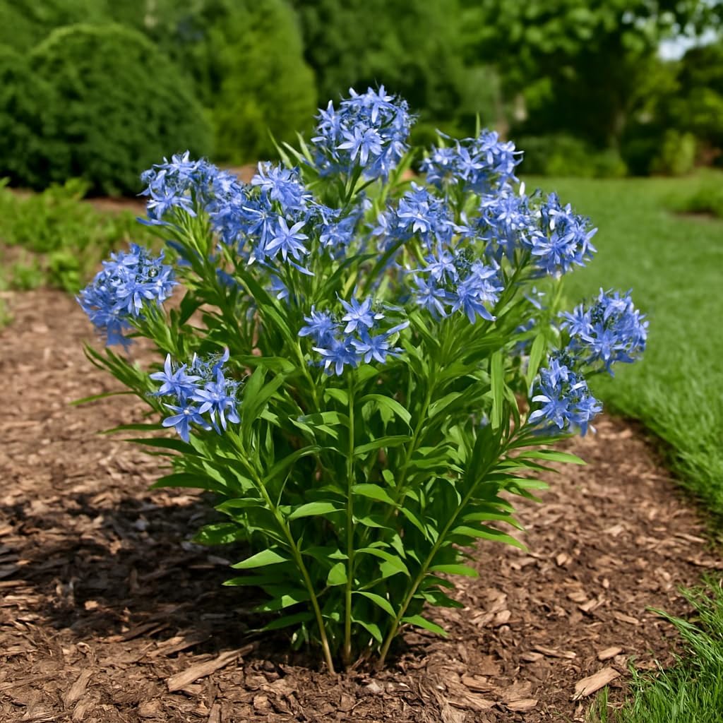Perennial Farm Amsonia X 'Blue Ice' – Live Perennial in #1 Container, Clusters of Deep Blue Star-Shaped Blooms, Compact Habit, Drought Tolerant, Low Maintenance, Ideal for Borders & Landscapes