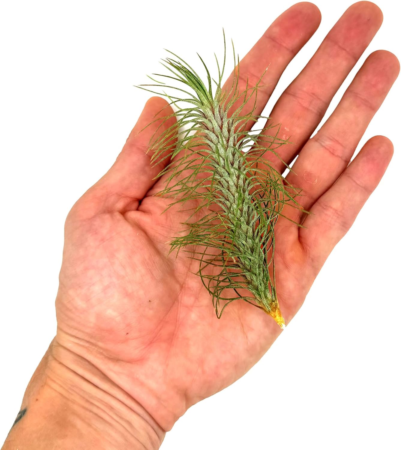 ragnaroc Air Plants - Colombian Tillandsia Funckiana, Large 5" - 2ct - Live Arrival Guaranteed - House Plants for Home Decor & Gift