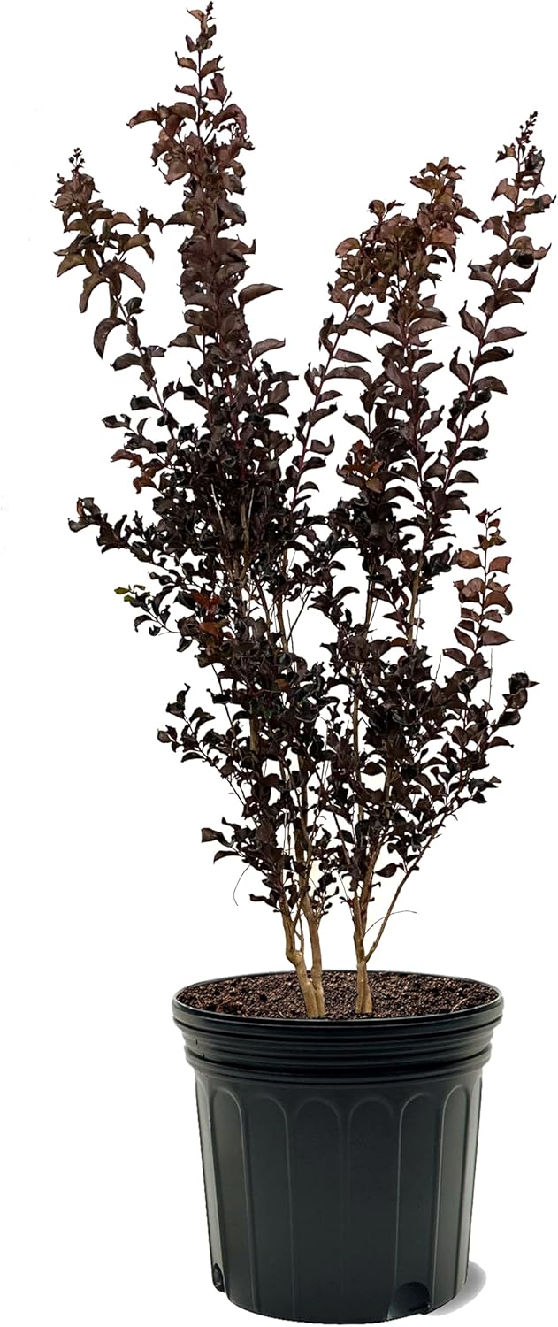 American Plant Exchange Black Diamond Mystic Magenta Crape Myrtle Tree Live, 7-Gallon Pot, 2-3ft Tall, Vibrant Pink Flowers, Drought-Tolerant, Large Outdoor Landscape Accent, Year-Round Beauty