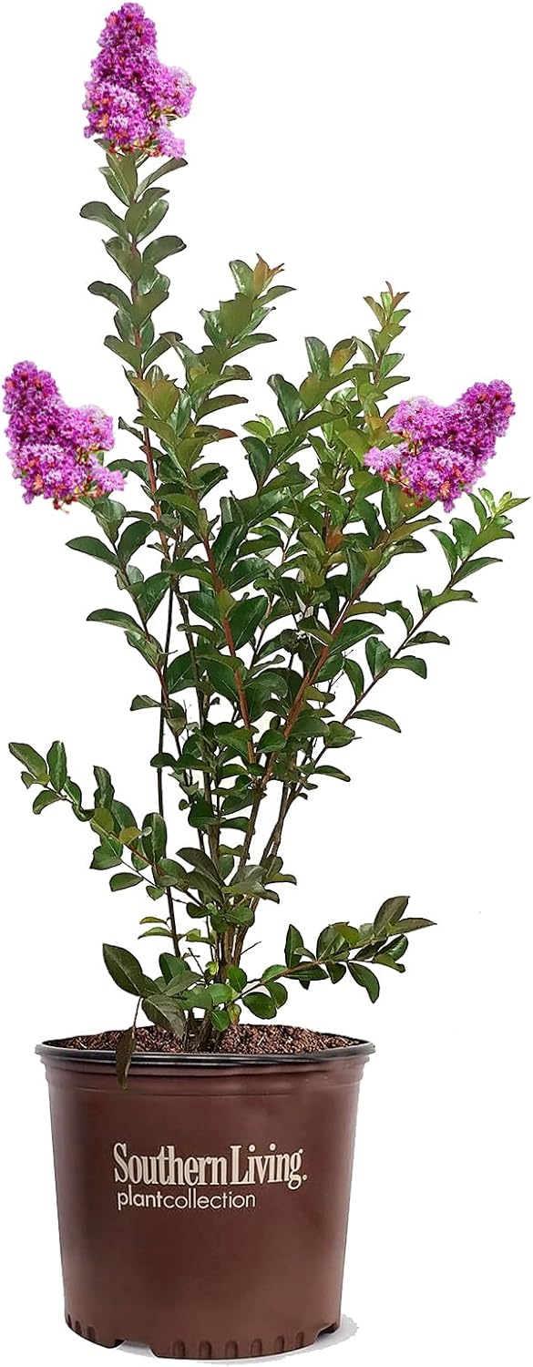 American Plant Exchange Miss Sandra Crape Myrtle Tree Live, 3-Gallon Pot, 1-2ft Tall, Vibrant Purple Flowers, Drought-Tolerant, Large Outdoor Landscape Accent, Year-Round Beauty
