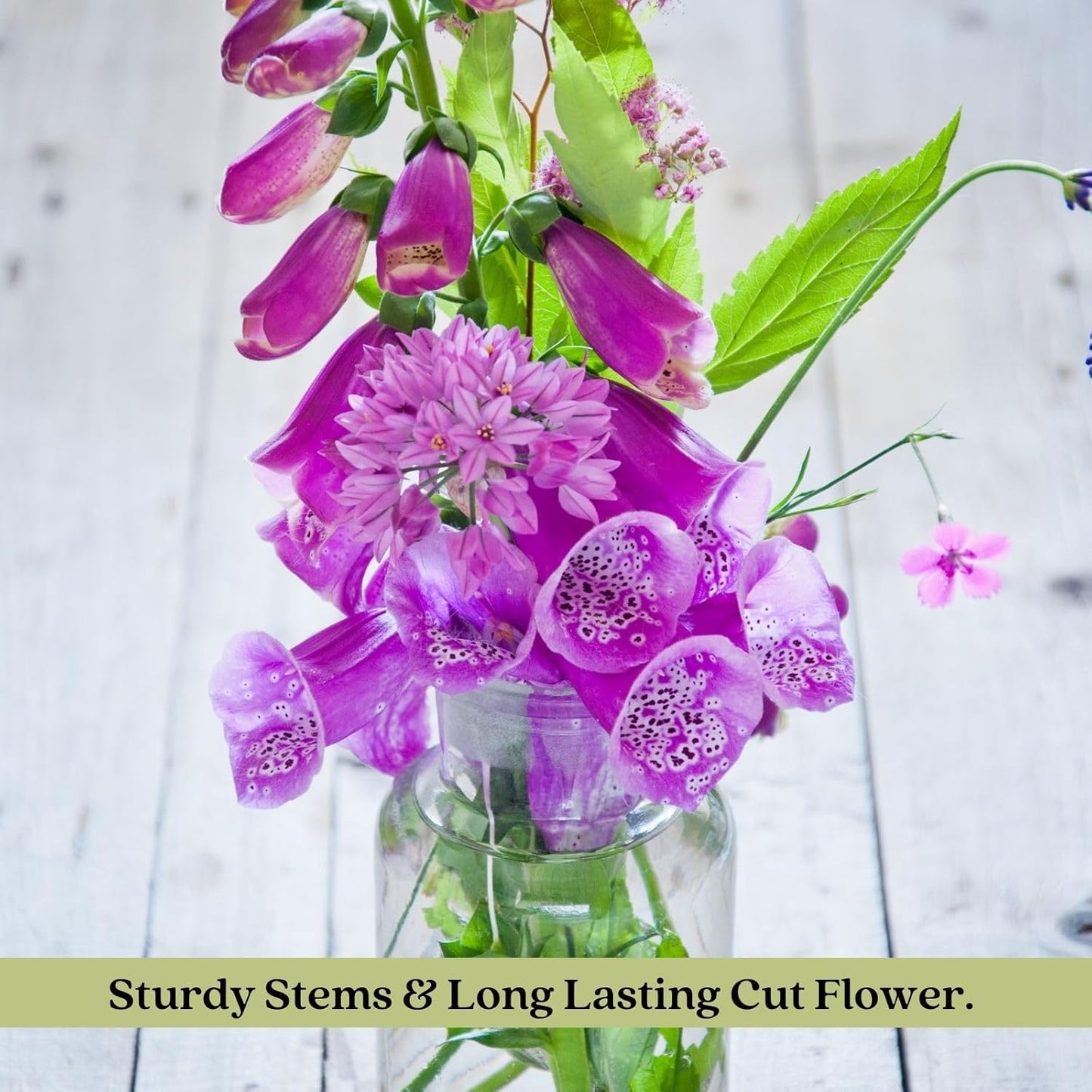 Clovers Garden Foxglove (Digitalis purpurea) Camelot Mix Plants – Two (2) Live Plants – Non-GMO - Not Seeds - Each 4" to 8" Tall – in 4" Inch Pots – Tall Flowering Spikes, Hummingbird Favorite