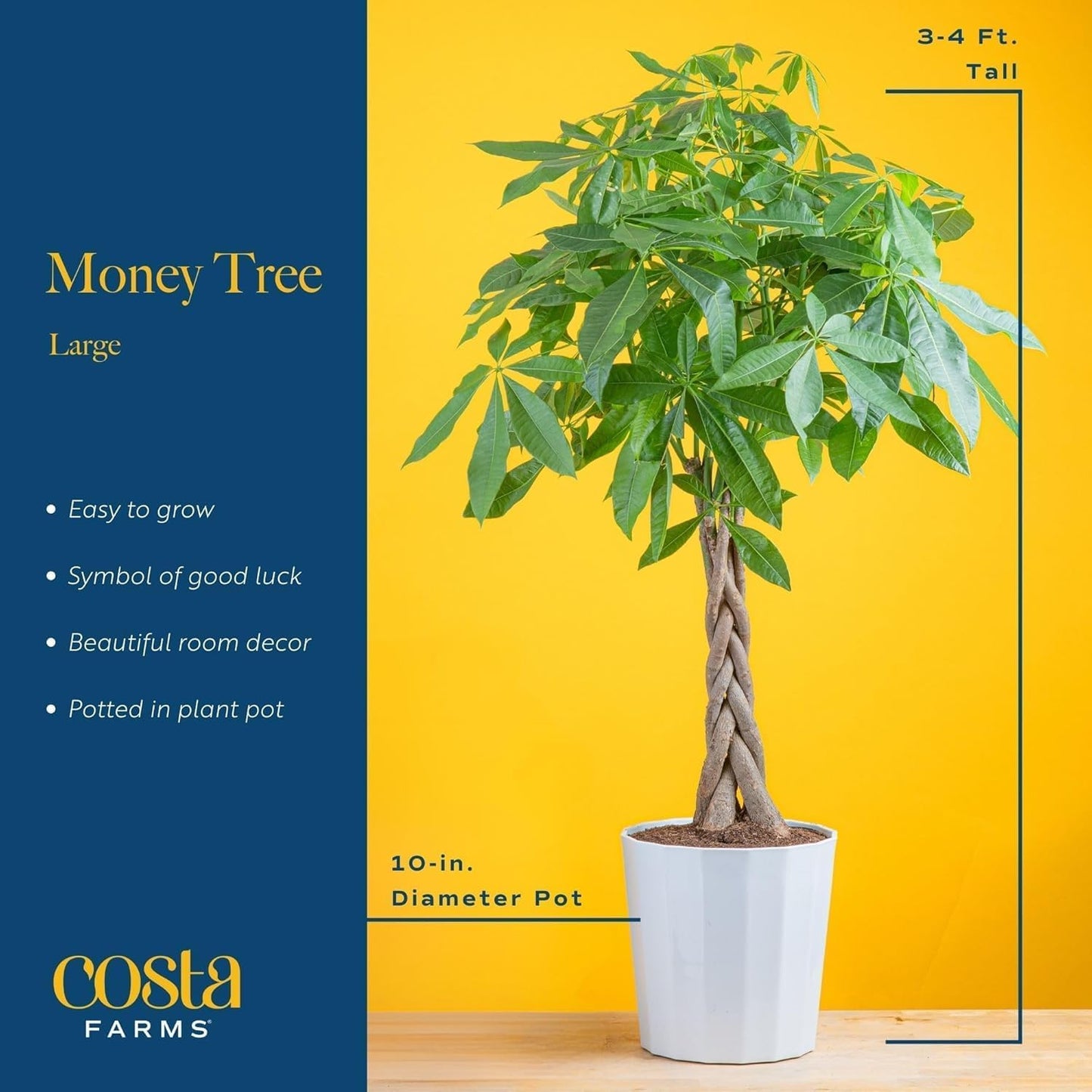 Costa Farms Live Plants (2-Pack), Money Tree and Bird of Paradise, Easy to Grow Large Indoor Outdoor Houseplants in 10-Inch Plant Pots, House Plant Gift, Office, Living Room, Home Decor