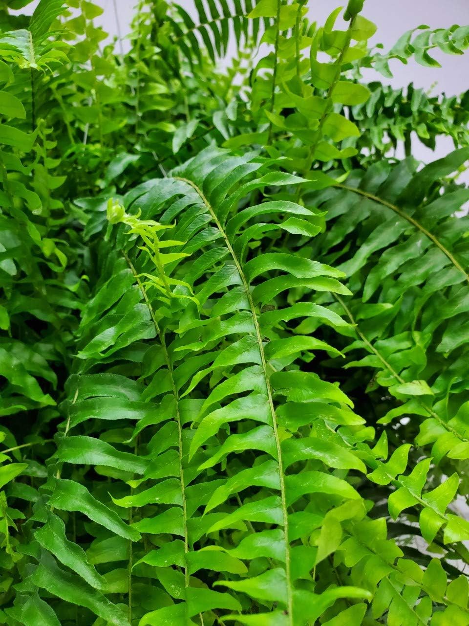 Live Boston Fern Hanging Basket – 12" Basket with 34” Wide Lush Green Fronds – Air-Purifying Houseplant – Pet Friendly & Easy Care for Home, Porch, Patio, or Office Décor