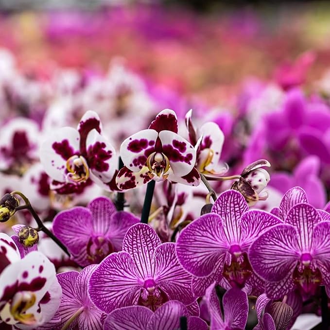 Orchid Potting Mix Orchid Bark, Mix Pine Bark and Perlite, Good Drainage and Water Retention (2 Quart)