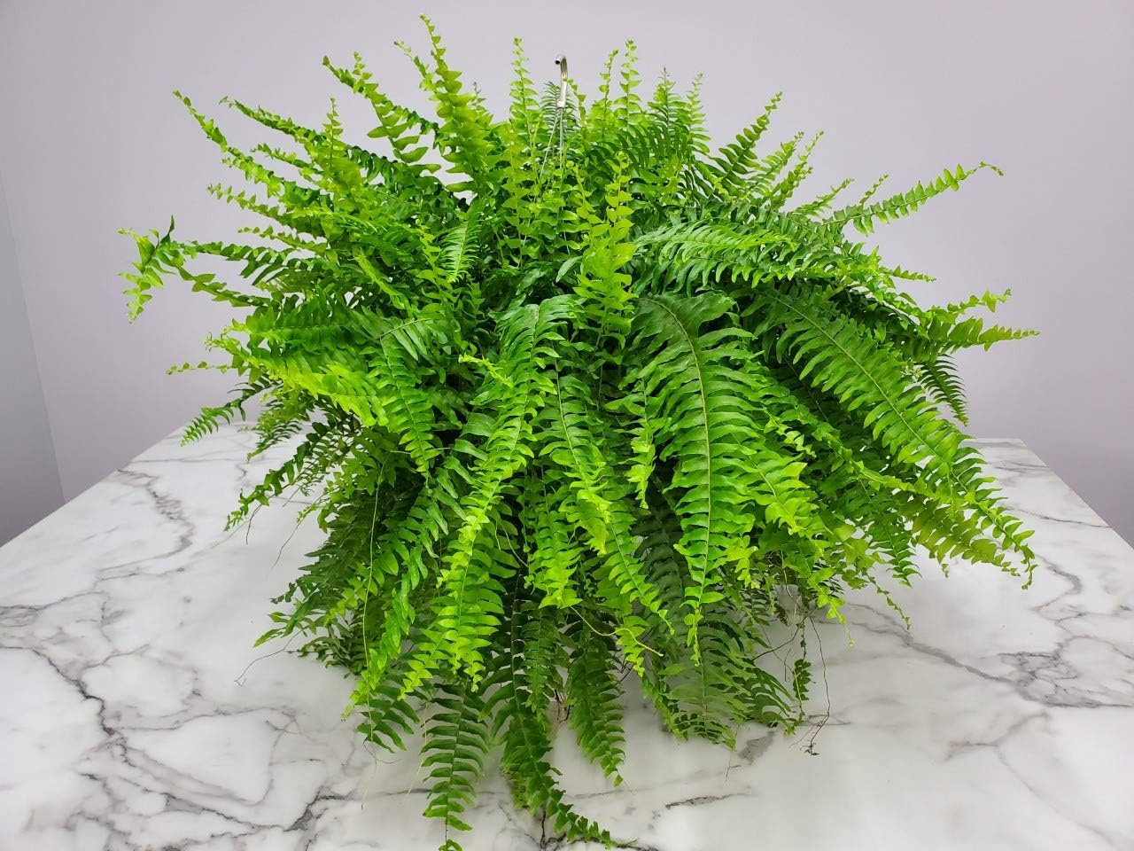 Live Boston Fern Hanging Basket Plant (10" Hanging Basket) - Overall Spread 25" to 30" - Tropical Plants of Florida