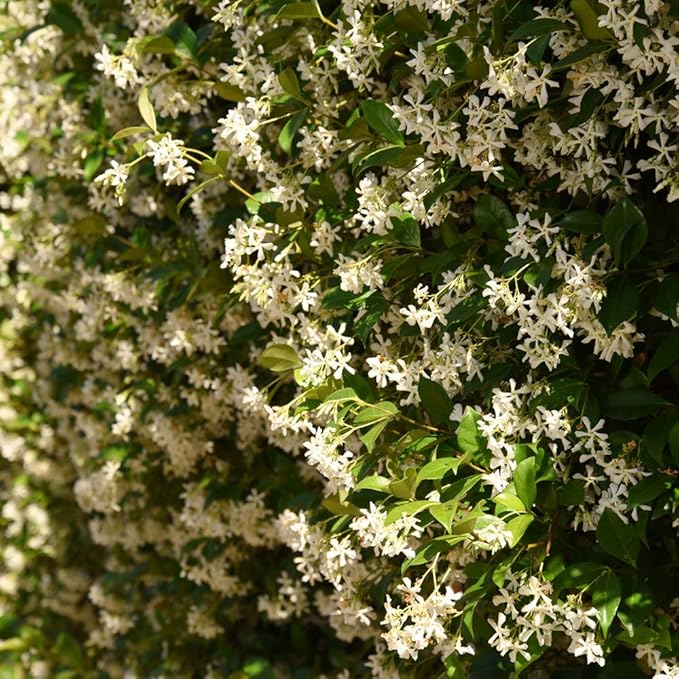Perfect Plants Confederate Jasmine Live Plant, 1 Gallon Pot - 2 Pack, Includes Care Guide