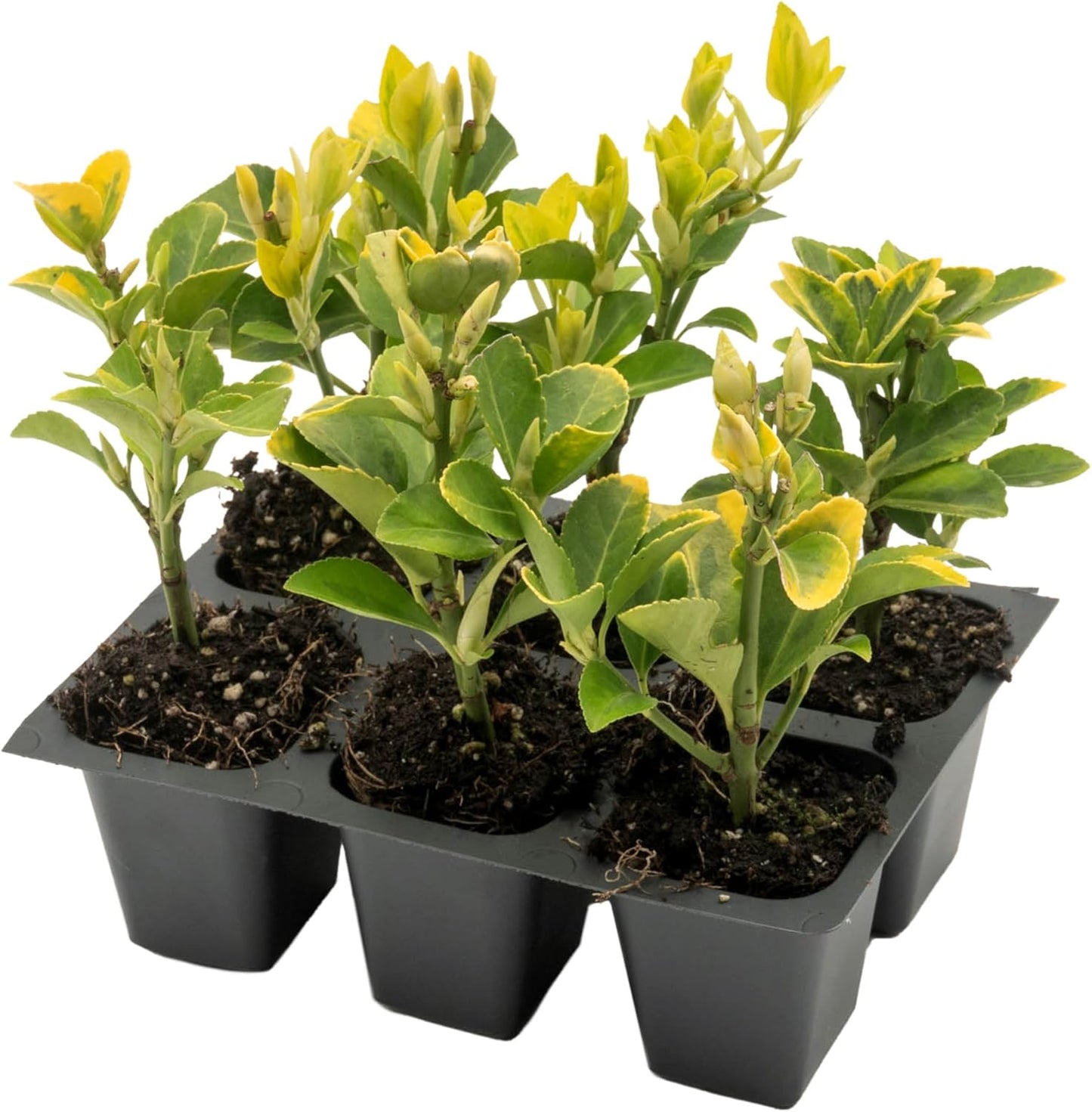 6 Golden Euonymus Shrubs | Live Plants in 2.5-inch Nursery Cubes | Japonica ‘Aureo-Marginatus’ Variety | Easy-Care Evergreen | Variegated Yellow-Green Foliage | Hedges & Shrubs for Home & Garden
