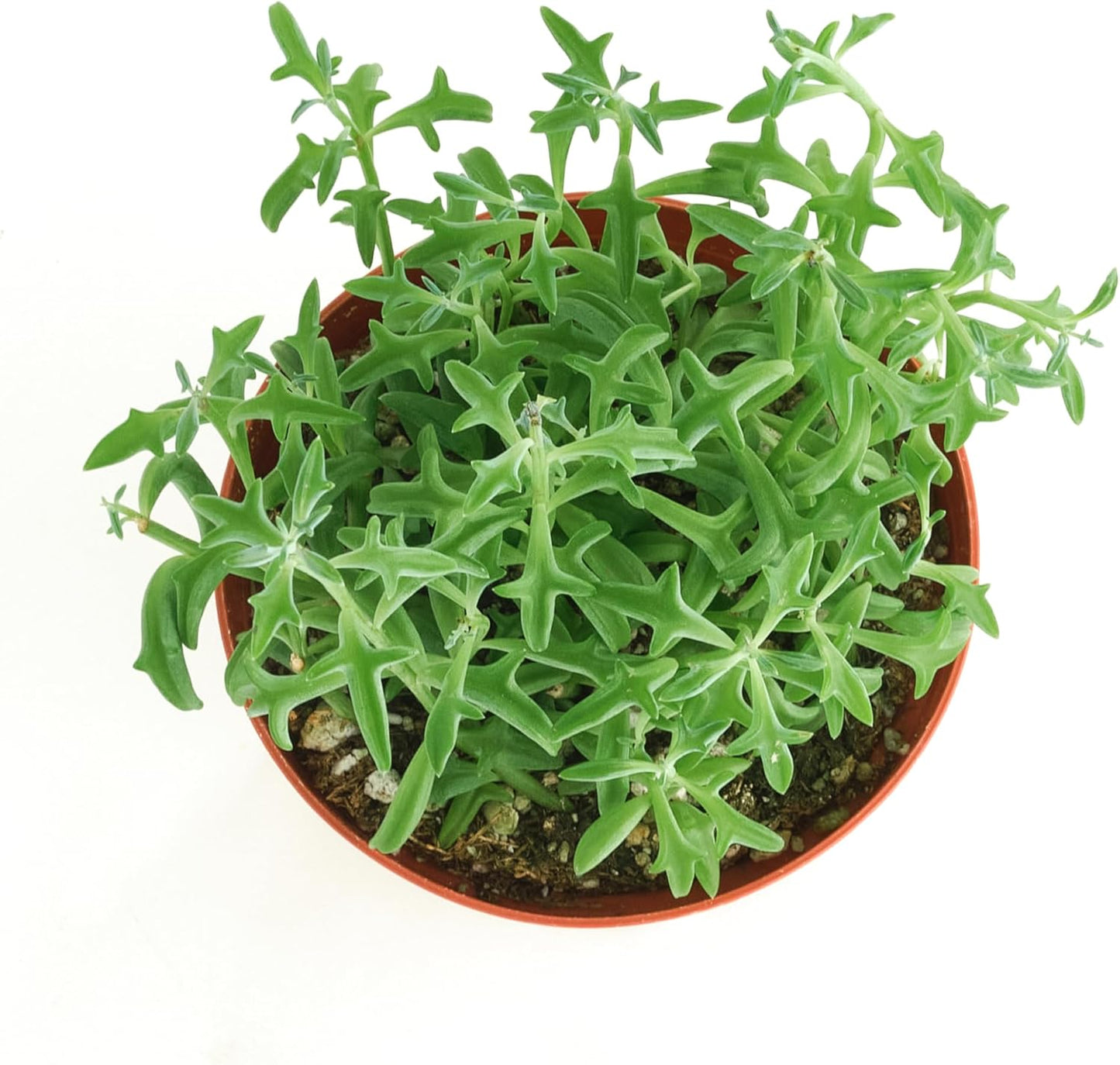 Shop Succulents String of Dolphins Hanging Succulent, Senecio Peregrinus, Fully Rooted Live 4" Succulent Plant, Low Maintenance Indoor Plant, Trailing Succulents, Gift & Garden