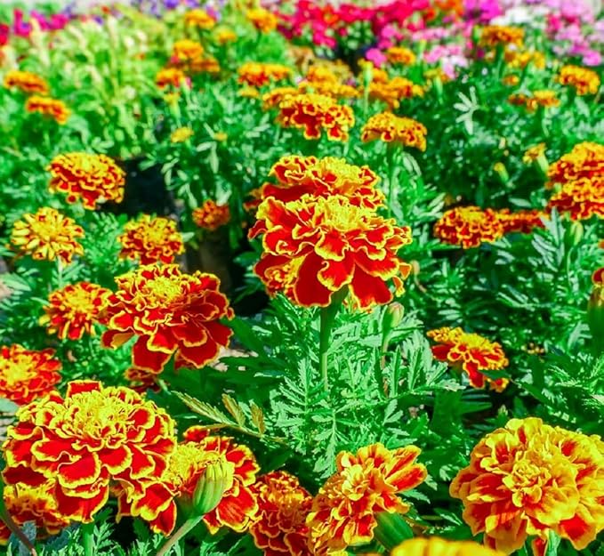French Marigold Seeds for Planting - Plant & Grow Heirloom French Marigolds in Home Outdoor Garden – Planting Instructions for Vibrant Rare Blooms – Great Gardening Gift, 1 Packet, Orange, Red