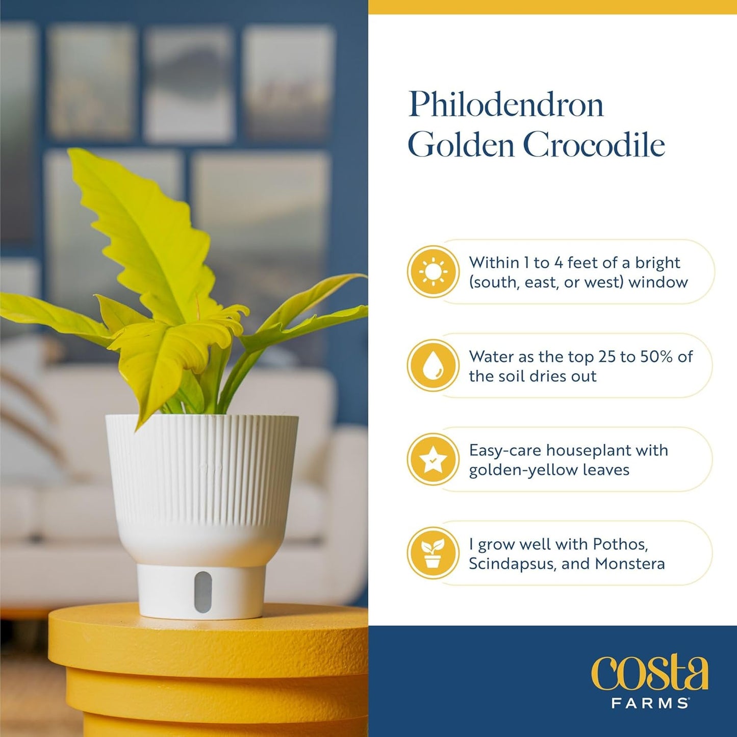 Costa Farms Philodendron Golden Crocodile, Rare Unique Live Indoor Plant in 6-Inch Self-Watering Houseplant Pot, Potting Soil, Trending Tropicals Collection, Room and Home Decor