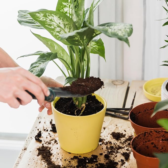 Organic Pothos Soil Mix 10qt, Indoor Plants Potting Mix for All Potted Pothos, Grow Healthy houseplants Indoors