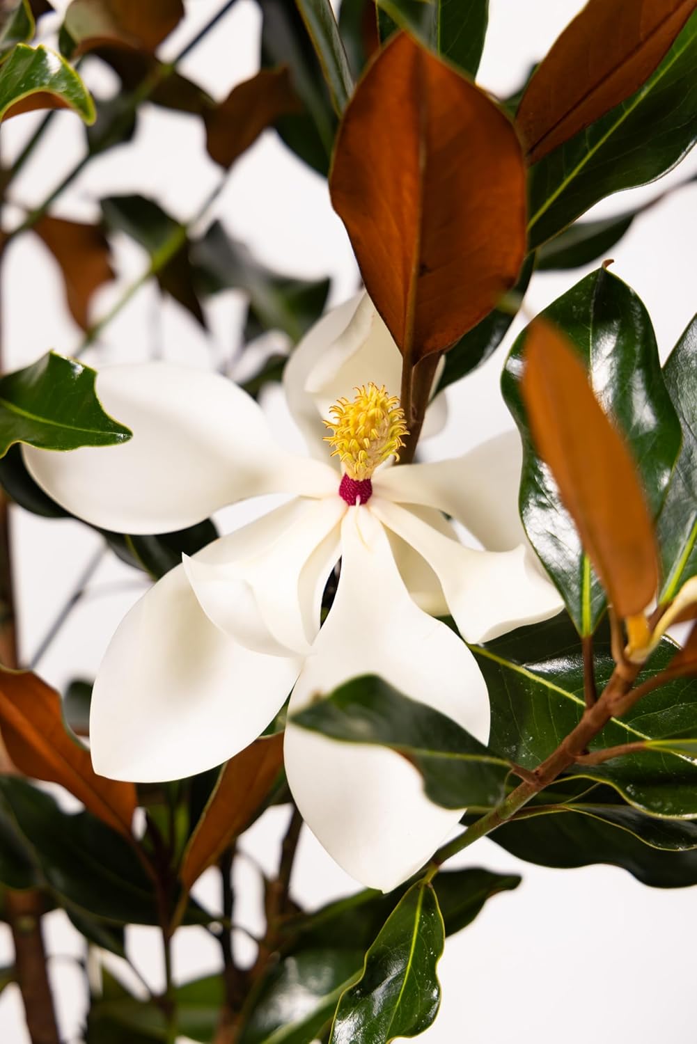 Southern Magnolia Tree, Easy Care, Live Outdoor Plant, with Blooming Magnolia Flowers, Home Decor, Patio Decor