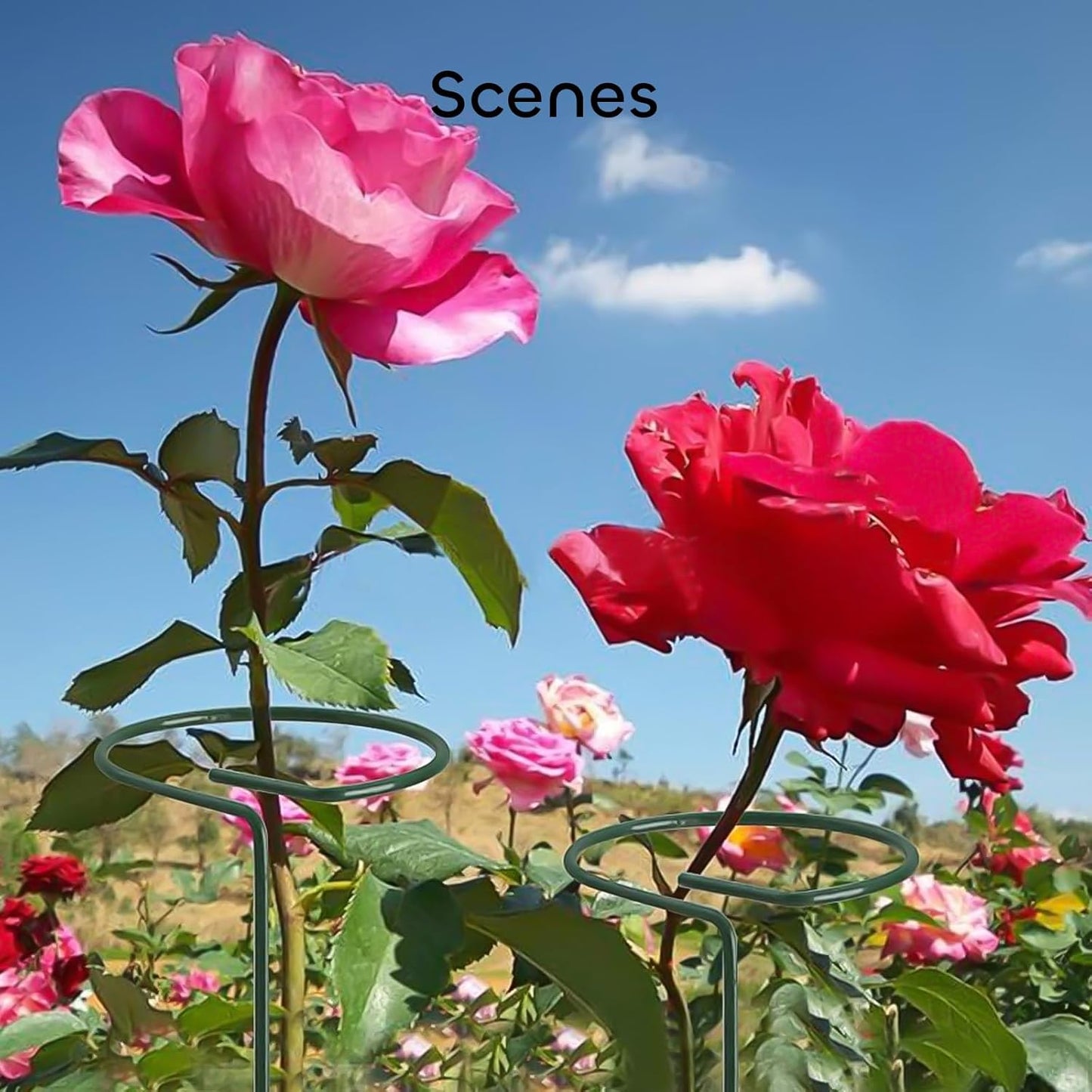 GROWNEER 12 Packs 16 Inches Plant Support Stakes, with 15 Pcs Plant Labels, Garden Single Stem Flower Support Stake, Plant Cage Support Rings for Flowers Amaryllis Orchid Peony Lily Rose