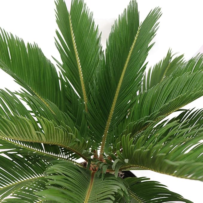 American Plant Exchange Live King Sago Palm Tree, Japanese Sago Palm Tree, Plant Pot for Home and Garden Decor, 10" Pot