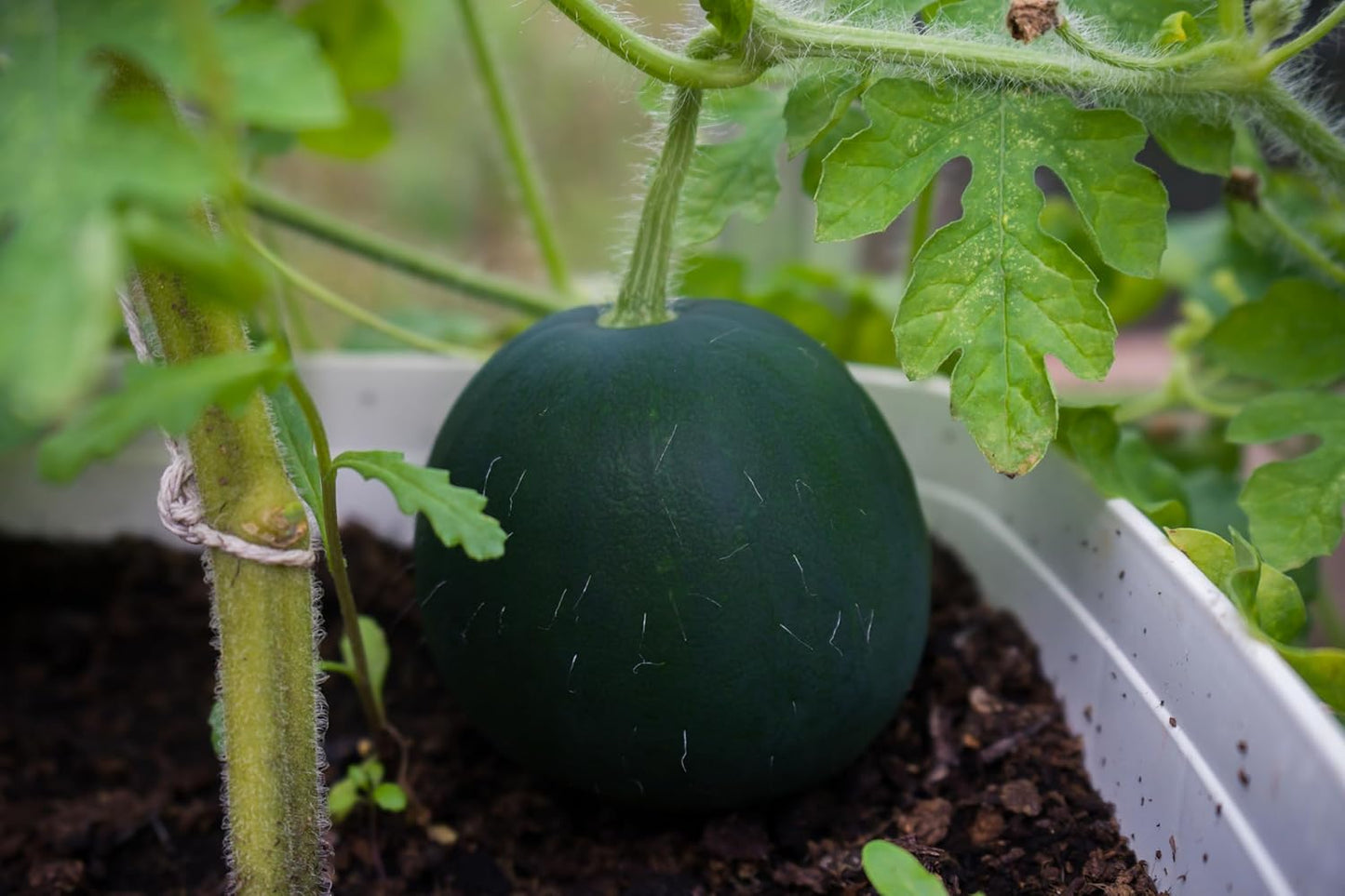 Melon Seeds Variety Pack for Planting โ 4 Non-GMO Heirloom Varieties: Crimson Sweet & Sugar Baby Watermelon, Honeydew, Hale's Best Jumbo Cantaloupe โ High Germination, USA-Grown Garden Fruit Seeds