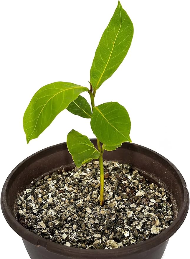 Gardenera's Horticultural Vermiculite for Healthy and Happy Plants - Lightweight, Non-Toxic and Perfect for Improved Soil Aeration - 20 QUART
