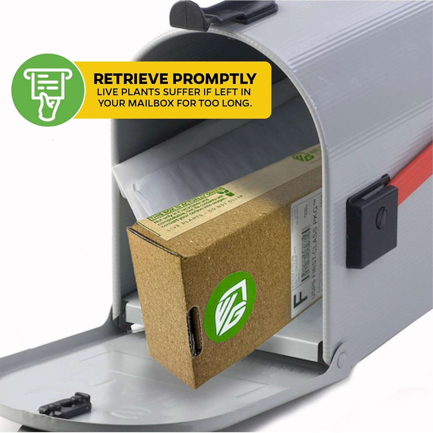 Vanilla Bean Orchid Live Plant (2-Pack) - Vanilla planifolia by Wellspring Gardens - Fragrant Vanilla Beans, Versatile Vine, Tropical Elegance, Aromatic Treasure - Vanilla Bean Starter Plant