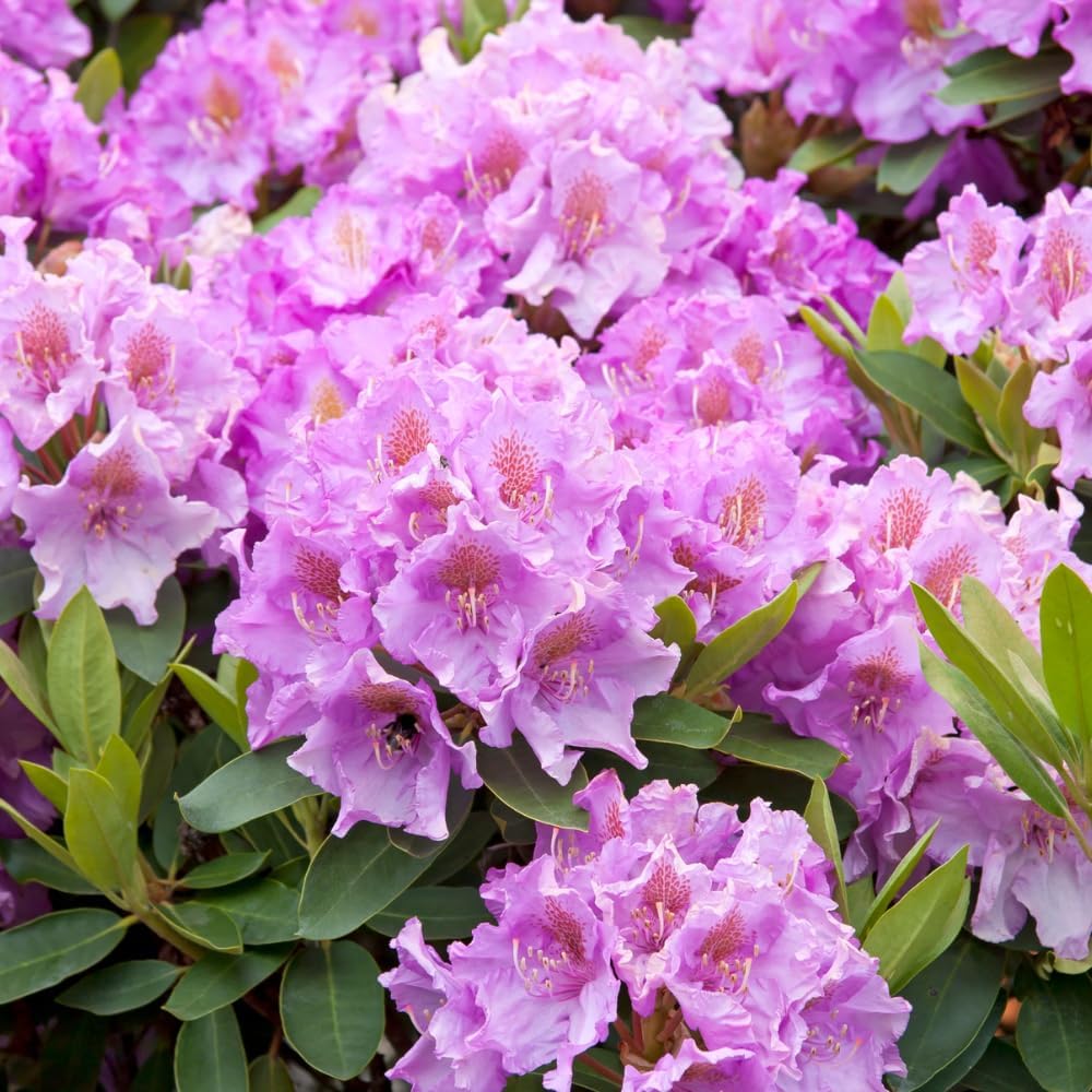 Rhododendrons Plant Live, Pink Purple Rhododendron Shrub, Large Flowering Tree 1 Gallon Potted for Gardening
