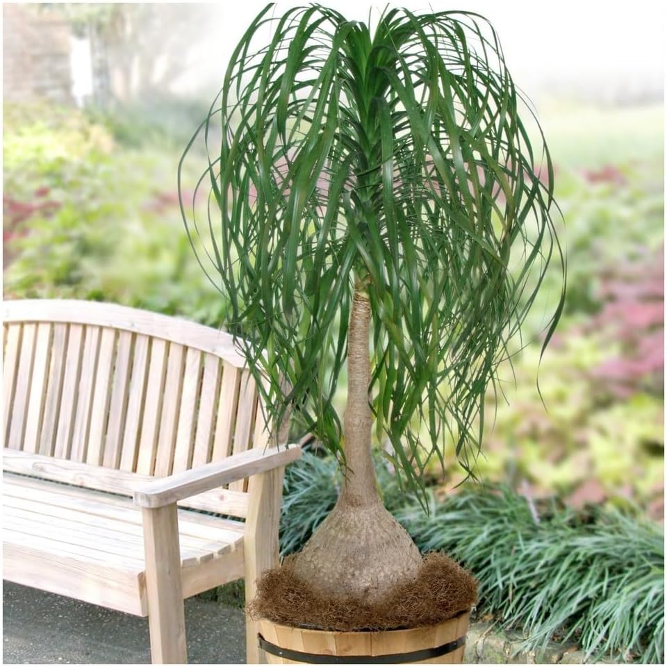 Seeds Ponytail (Bottle Palm) Palmilla Nolina Indoor Perennial Tree