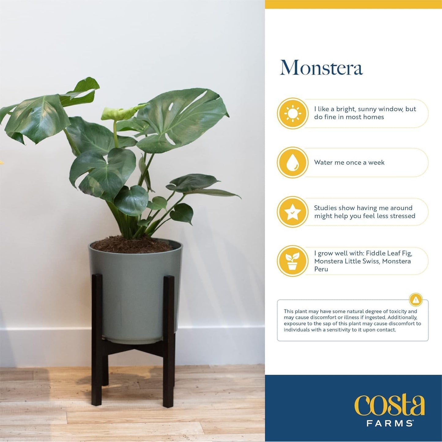 Costa Farms Monstera, Swiss Cheese Plant Live Plants in Decorative Pot,Large Indoor Houseplant, Perfect for Home, Room, or Office Decor, Great House Warming or Birthday Gift, 2-3 Feet Tall, Pack of 2