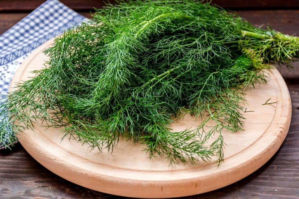 Seeds Dill Mamonth - Heirloom Vegetable - GMO Free