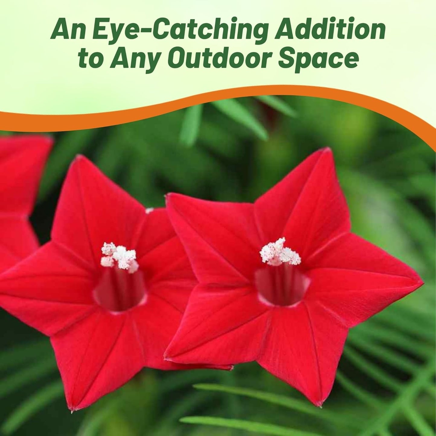 Outsidepride Red Cypress Vine Seeds - 100 Pcs Annual Flower Seeds with Nectar-Rich, Star-Shaped Flowers & Feathery, Fern-Like Leaves for Fences, Trellises, Pergolas & Vertical Gardens