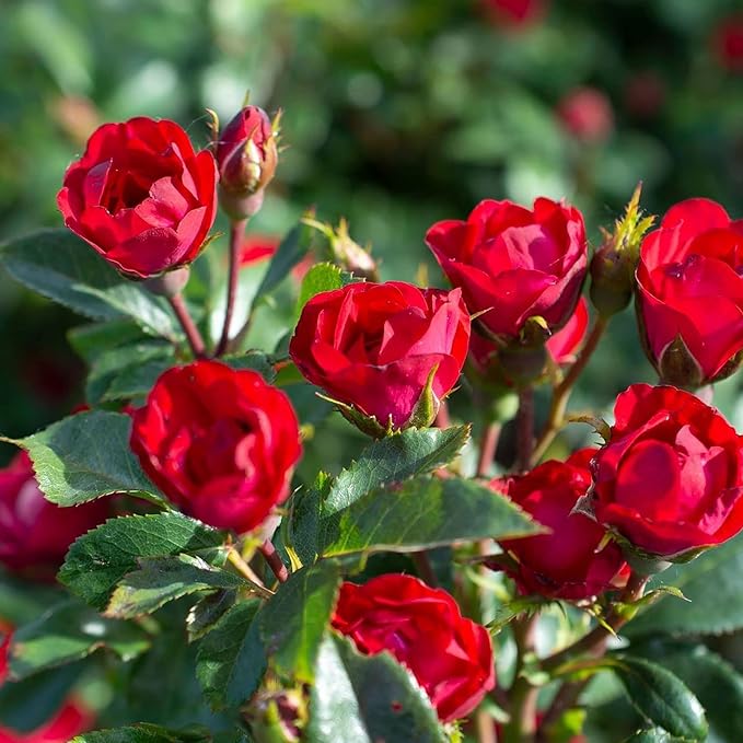 6qt Petite Knockout Red Rose