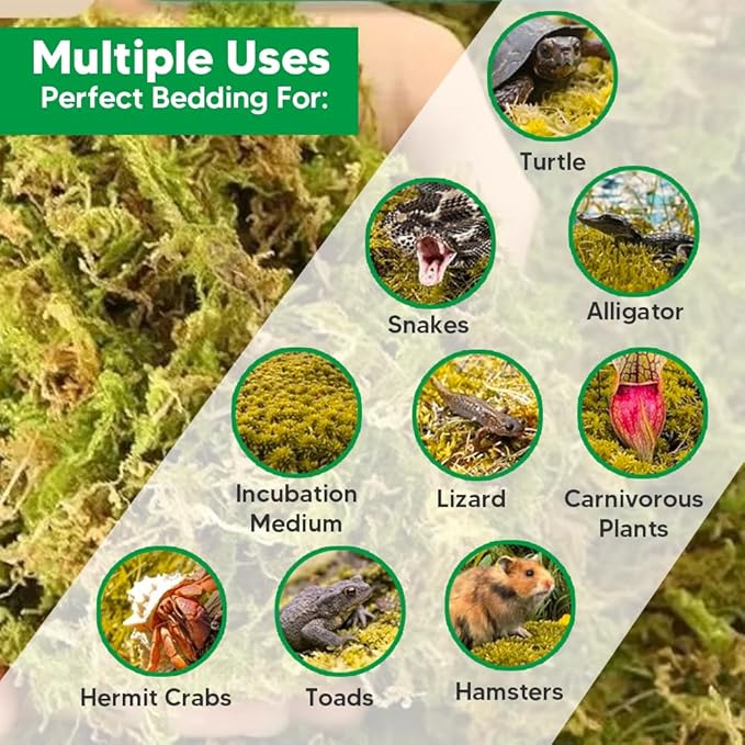 Natural Long Fiber Sphagnum Moss 34QT for Orchid Potting Mix, and Moss Pole for Plants Indoor. Ideal for Propagating Plants, Maintaining Humidity for Reptiles, Isopods in Paludarium, Aquascape (10 OZ)