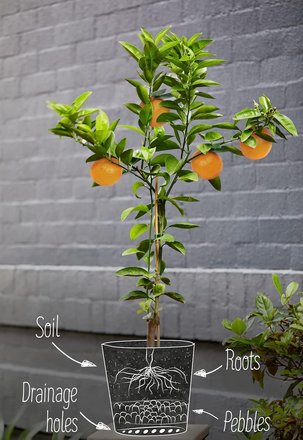 GARDENERA Citrus Tree Potting Soil Mix, Special Blend for Indoor Oranges, Lemons, Limes and More - (5 Quart Bag)