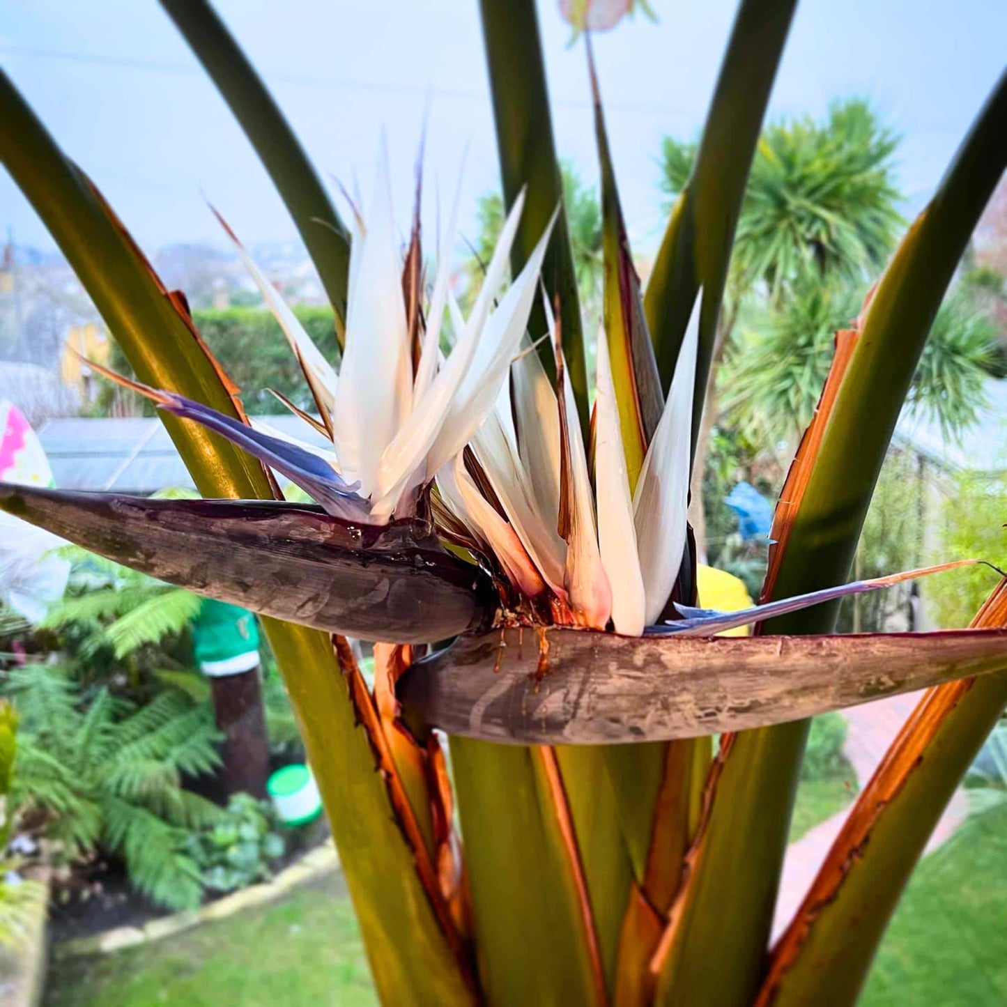 White Bird of Paradise Plant Live Houseplant, 5-12 Inch Tall, Ornamental Strelitzia Reginae Live Plant for Indoor Outdoor